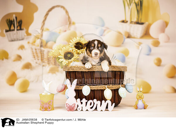 Australian Shepherd Welpe / Australian Shepherd Puppy / JAM-05638
