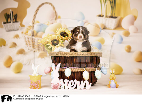 Australian Shepherd Welpe / Australian Shepherd Puppy / JAM-05643
