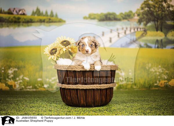 Australian Shepherd Welpe / Australian Shepherd Puppy / JAM-05650
