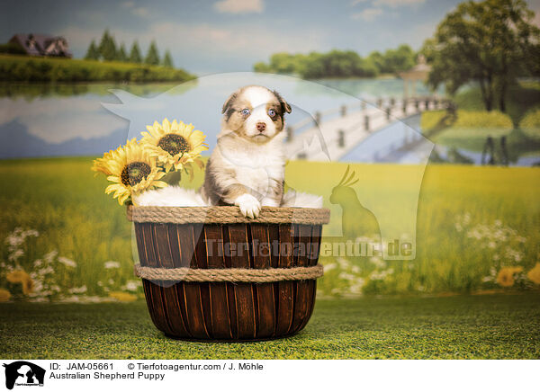 Australian Shepherd Welpe / Australian Shepherd Puppy / JAM-05661