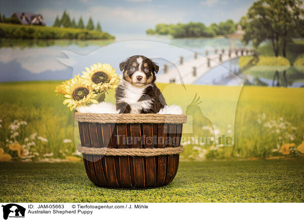 Australian Shepherd Welpe / Australian Shepherd Puppy / JAM-05663