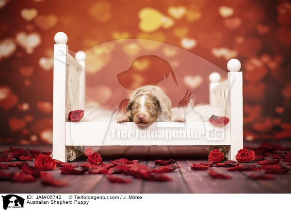 Australian Shepherd Puppy / JAM-05742