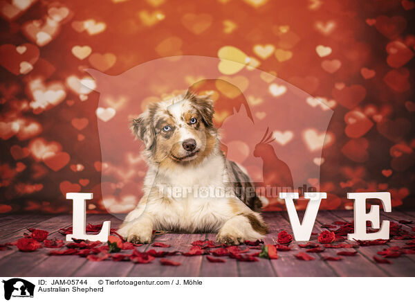 Australian Shepherd / Australian Shepherd / JAM-05744