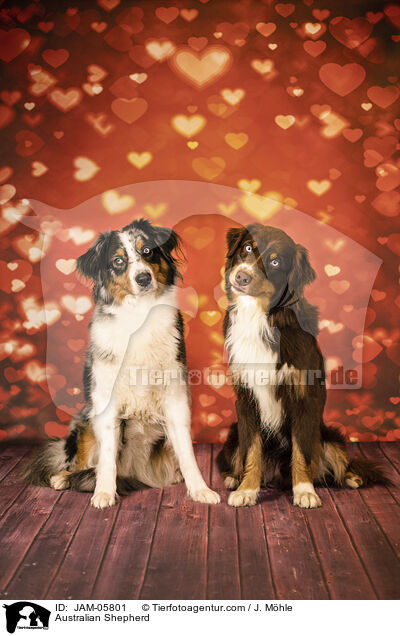 Australian Shepherd / Australian Shepherd / JAM-05801