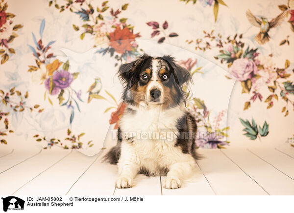 Australian Shepherd / Australian Shepherd / JAM-05802