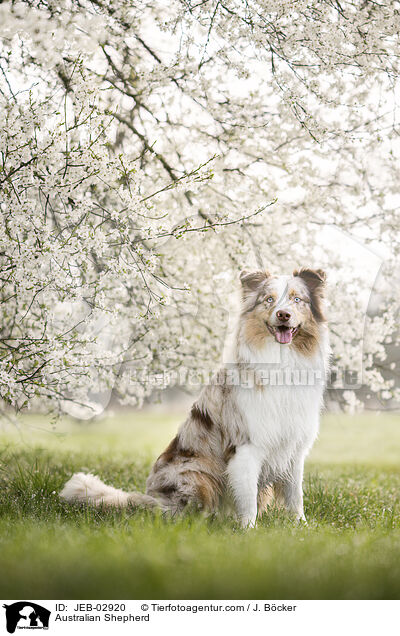Australian Shepherd / Australian Shepherd / JEB-02920