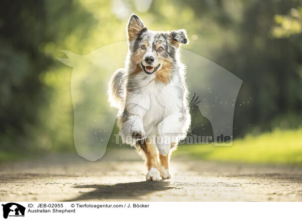Australian Shepherd / Australian Shepherd / JEB-02955