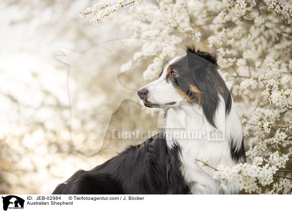 Australian Shepherd / Australian Shepherd / JEB-02984
