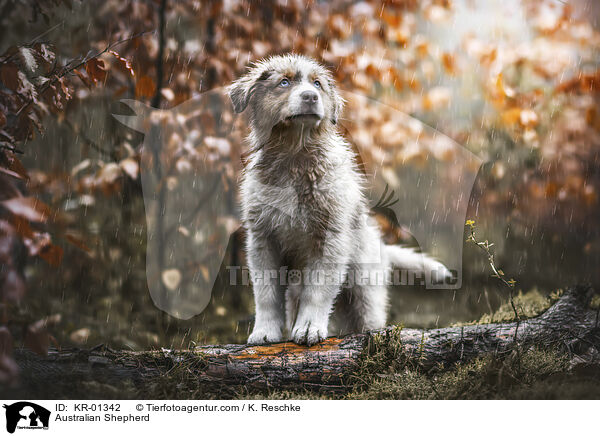 Australian Shepherd / Australian Shepherd / KR-01342
