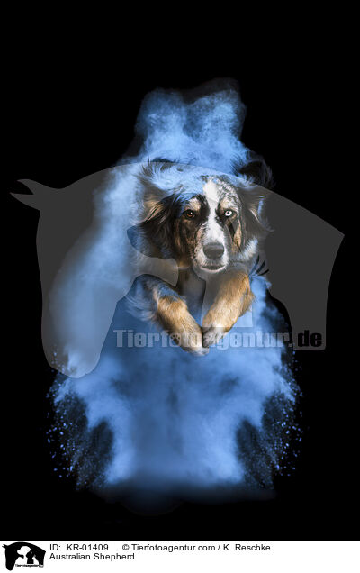 Australian Shepherd / Australian Shepherd / KR-01409