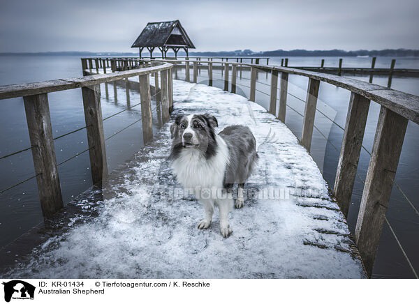 Australian Shepherd / Australian Shepherd / KR-01434