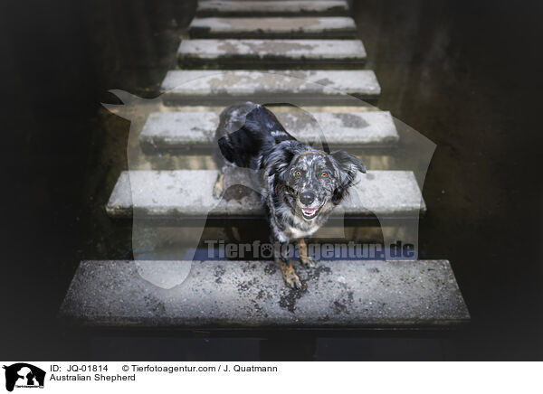 Australian Shepherd / Australian Shepherd / JQ-01814