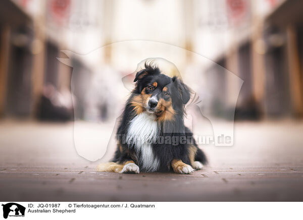 Australian Shepherd / Australian Shepherd / JQ-01987