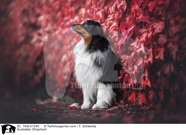 Australian Shepherd / Australian Shepherd / TAS-01240