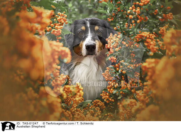 Australian Shepherd / Australian Shepherd / TAS-01247