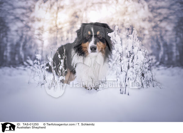 Australian Shepherd / Australian Shepherd / TAS-01250