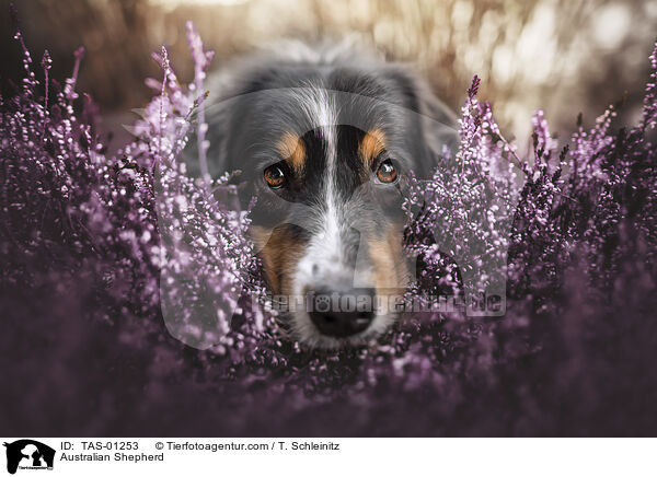 Australian Shepherd / Australian Shepherd / TAS-01253