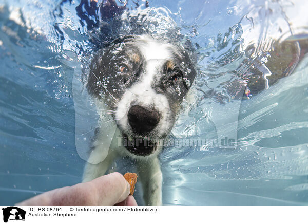 Australian Shepherd / Australian Shepherd / BS-08764
