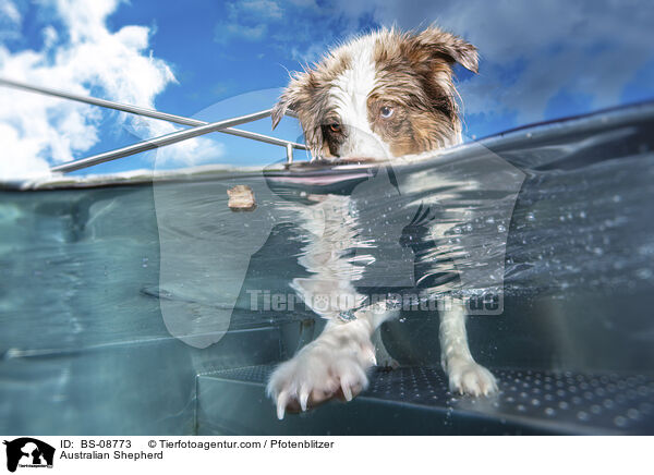 Australian Shepherd / Australian Shepherd / BS-08773