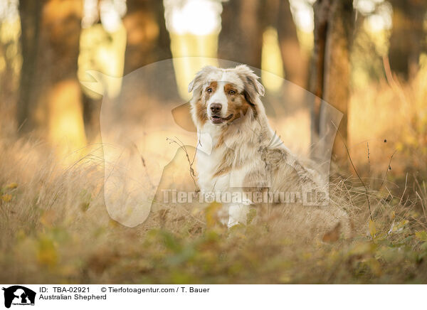 Australian Shepherd / Australian Shepherd / TBA-02921