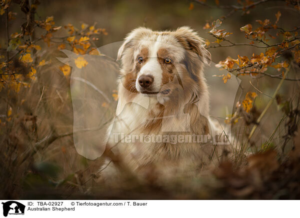 Australian Shepherd / Australian Shepherd / TBA-02927