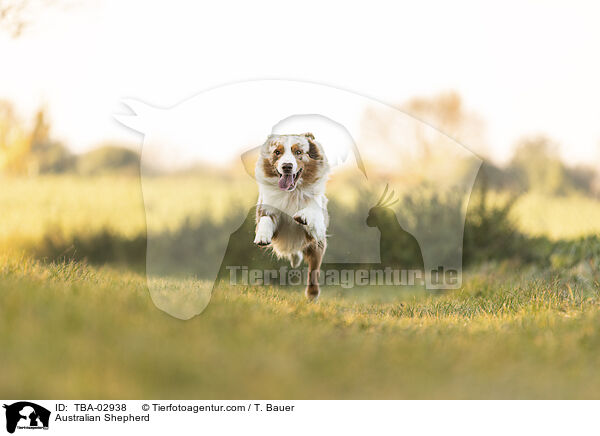 Australian Shepherd / Australian Shepherd / TBA-02938