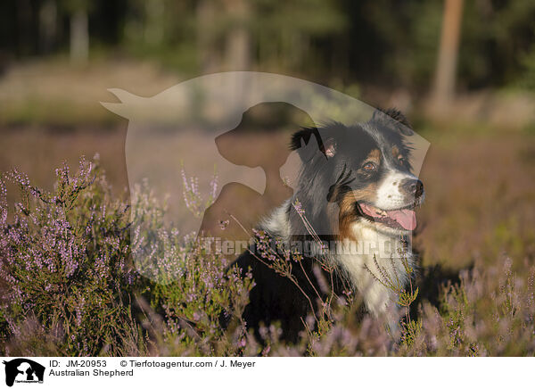 Australian Shepherd / Australian Shepherd / JM-20953