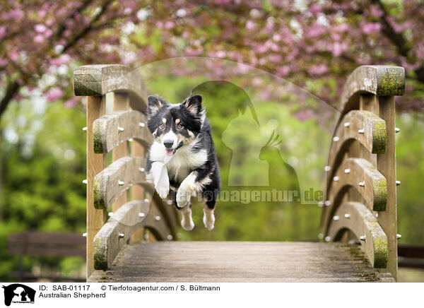 Australian Shepherd / Australian Shepherd / SAB-01117
