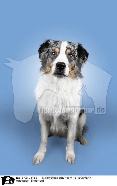 Australian Shepherd / Australian Shepherd / SAB-01188
