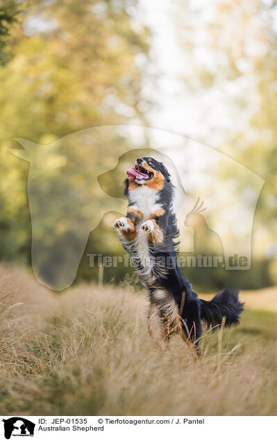Australian Shepherd / Australian Shepherd / JEP-01535