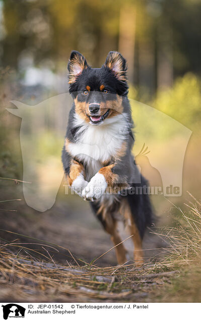 Australian Shepherd / Australian Shepherd / JEP-01542