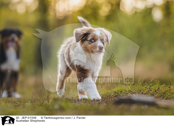 Australian Shepherds / Australian Shepherds / JEP-01546