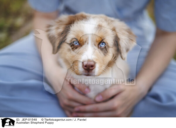 Australian Shepherd Welpe / Australian Shepherd Puppy / JEP-01548
