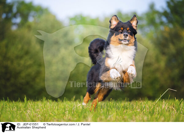 Australian Shepherd / Australian Shepherd / JEP-01551