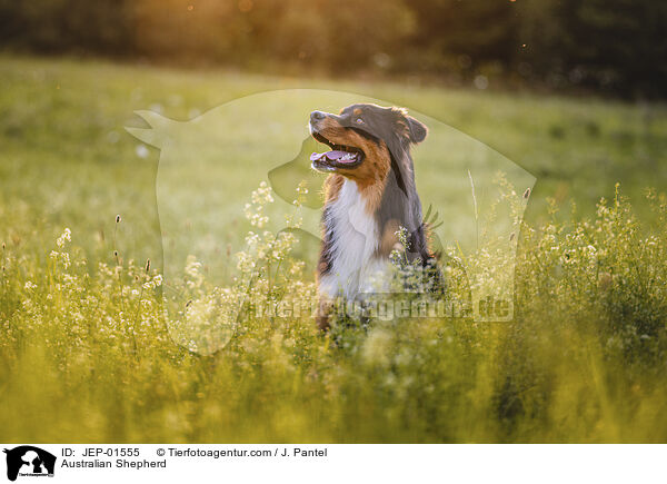 Australian Shepherd / Australian Shepherd / JEP-01555