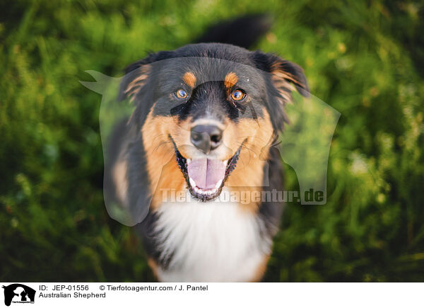 Australian Shepherd / Australian Shepherd / JEP-01556