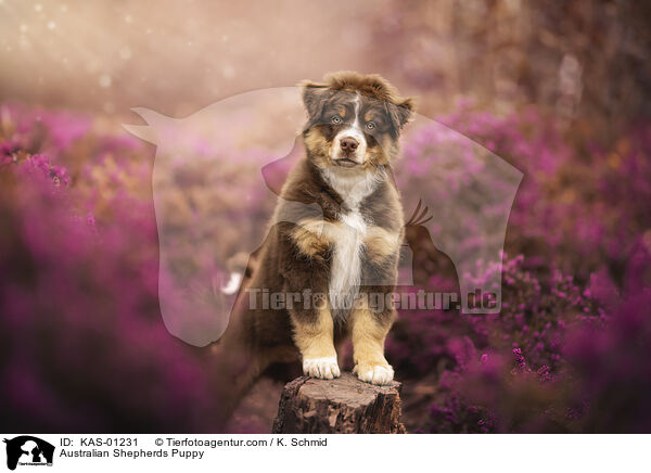 Australian Shepherds Welpe / Australian Shepherds Puppy / KAS-01231
