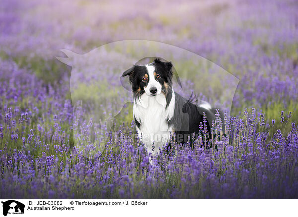 Australian Shepherd / Australian Shepherd / JEB-03082
