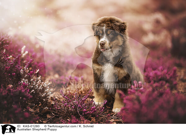 Australian Shepherd Welpe / Australian Shepherd Puppy / KAS-01280