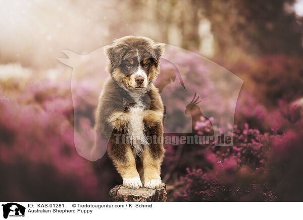 Australian Shepherd Welpe / Australian Shepherd Puppy / KAS-01281