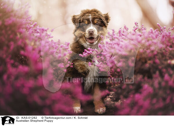 Australian Shepherd Welpe / Australian Shepherd Puppy / KAS-01282