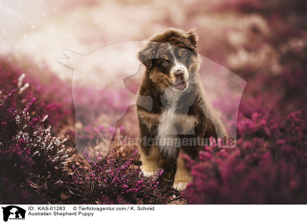 Australian Shepherd Welpe / Australian Shepherd Puppy / KAS-01283