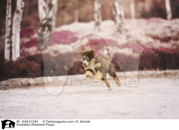 Australian Shepherd Welpe / Australian Shepherd Puppy / KAS-01284