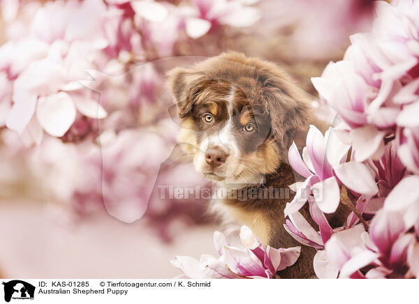 Australian Shepherd Welpe / Australian Shepherd Puppy / KAS-01285