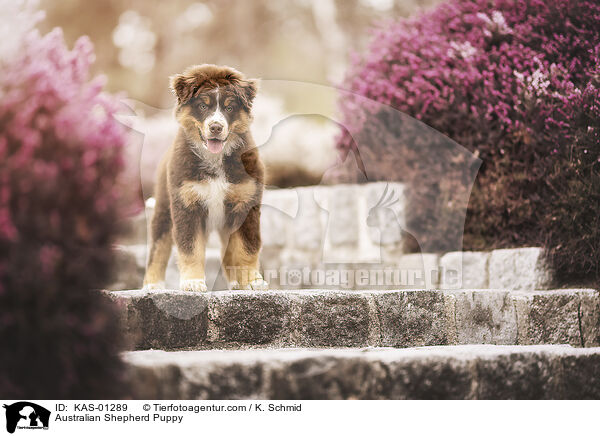 Australian Shepherd Welpe / Australian Shepherd Puppy / KAS-01289