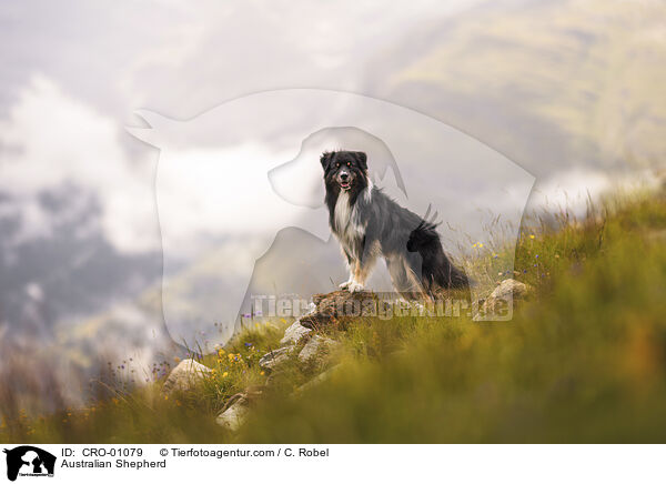 Australian Shepherd / Australian Shepherd / CRO-01079