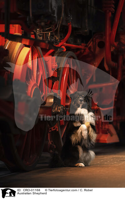 Australian Shepherd / Australian Shepherd / CRO-01168