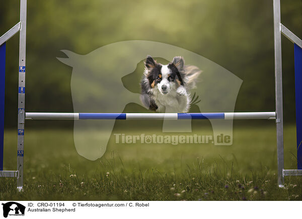 Australian Shepherd / Australian Shepherd / CRO-01194