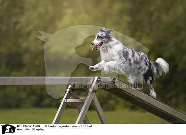 Australian Shepherd / Australian Shepherd / CRO-01206