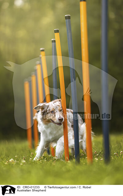Australian Shepherd / Australian Shepherd / CRO-01233
